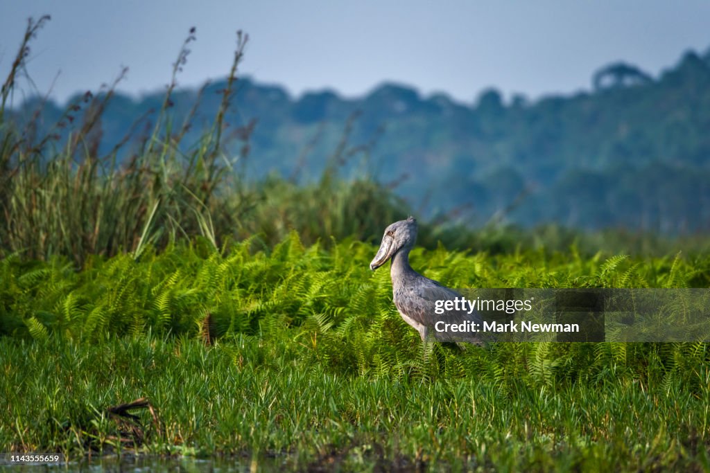 Shoebill stork in the wild