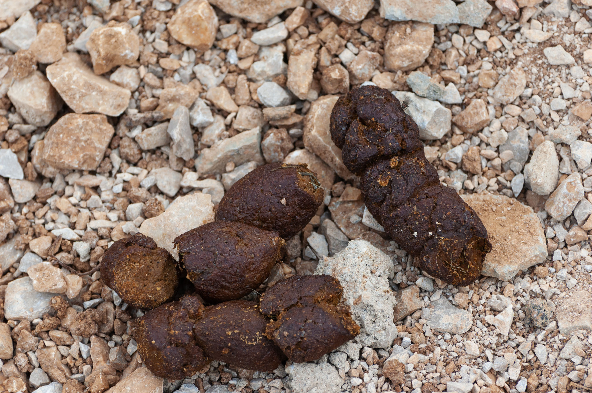 dog feces compost