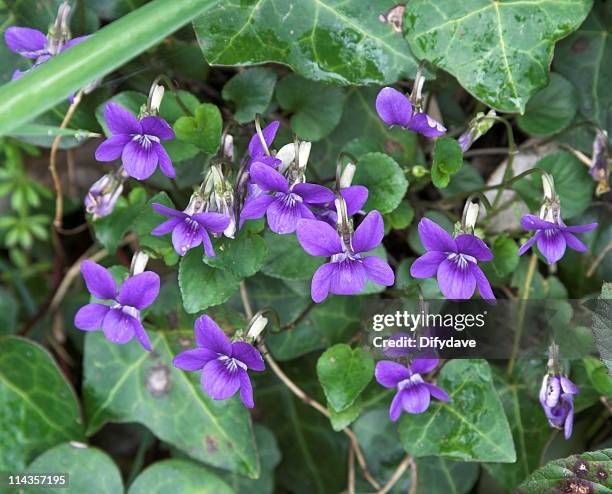 cornish violets - viola odorata stock pictures, royalty-free photos & images