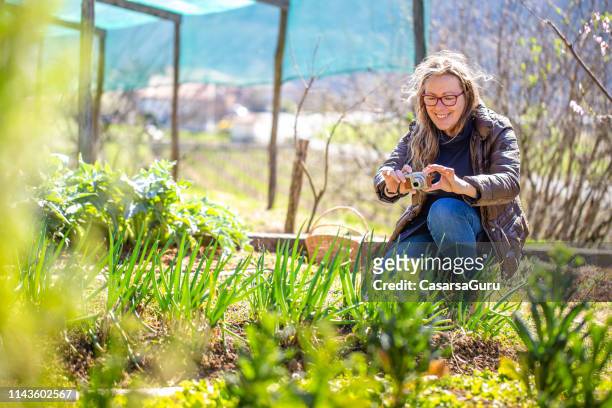 glimlachende rijpe vrouw die een foto van haar plantaardige gewassen op haar tuin neemt - agritoerisme stockfoto's en -beelden