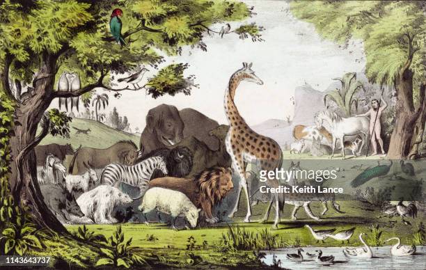 adam names the animals in the garden of eden - idylle stock-grafiken, -clipart, -cartoons und -symbole