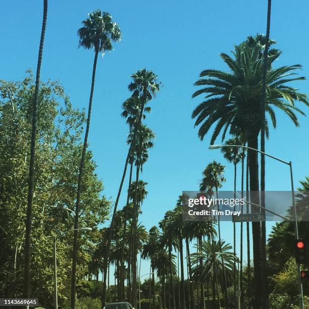 palm trees along sunset bld - sunset-boulevard-los-angeles stock pictures, royalty-free photos & images