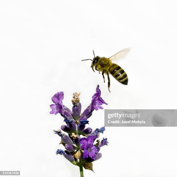 bee on lavender - bee on flower white background stock pictures, royalty-free photos & images