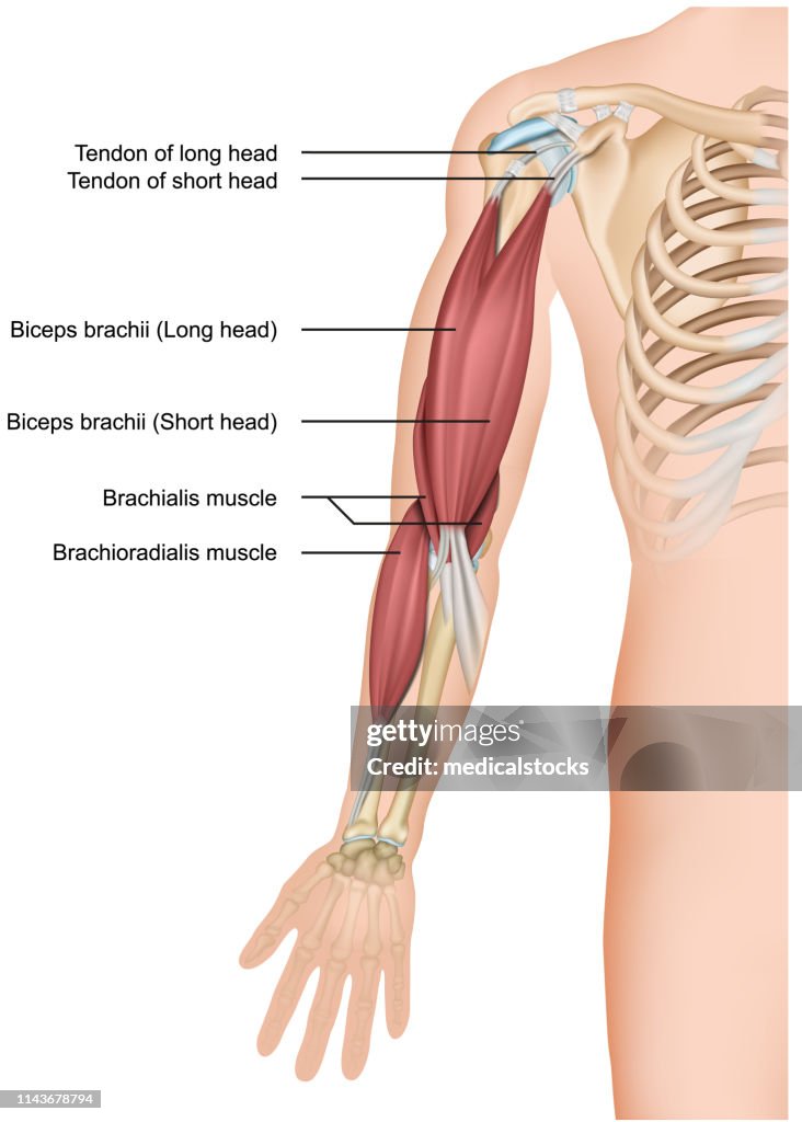 Biceps and brachioradialis anatomy 3d medical vector illustration on white background