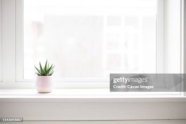 succulent plant on white windowsill in pastel pink vase - window sill stockfoto's en -beelden