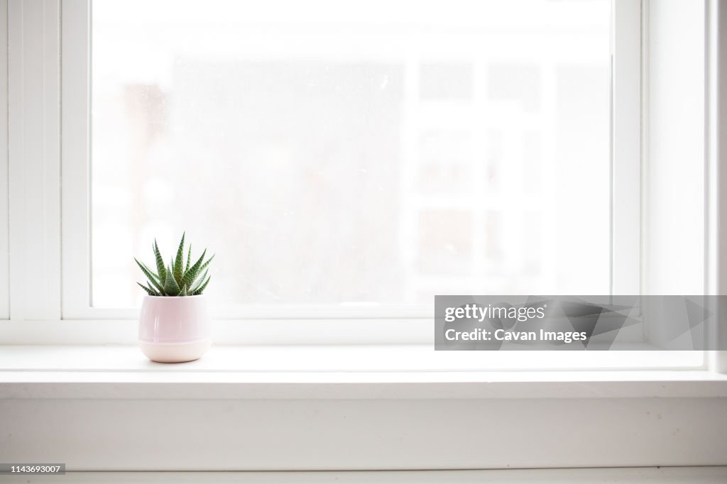 Succulent plant on white windowsill in pastel pink vase