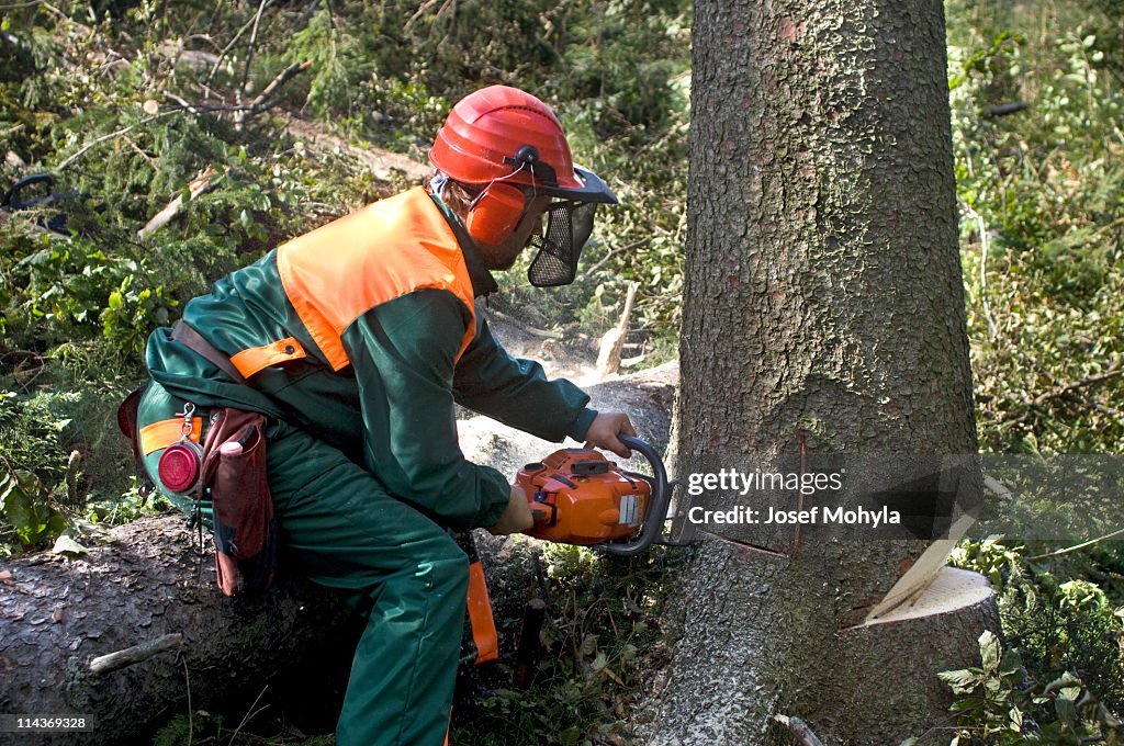 A tree surgeon removing a tree