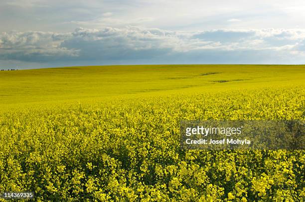 spring field - springfield illinois stock pictures, royalty-free photos & images
