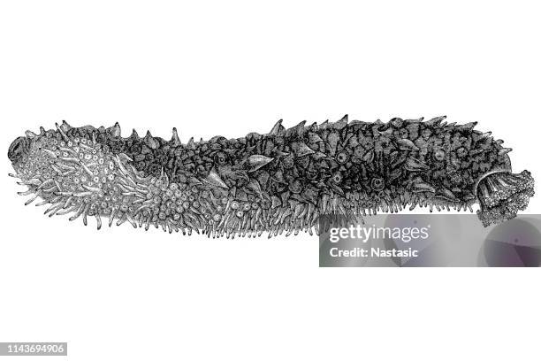 holothuria tubulosa, the cotton-spinner or tubular sea cucumber - holothuria stock illustrations