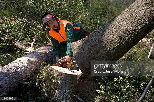 trabajadores forestales con sierra de cadena - motosierra fotografías e imágenes de stock
