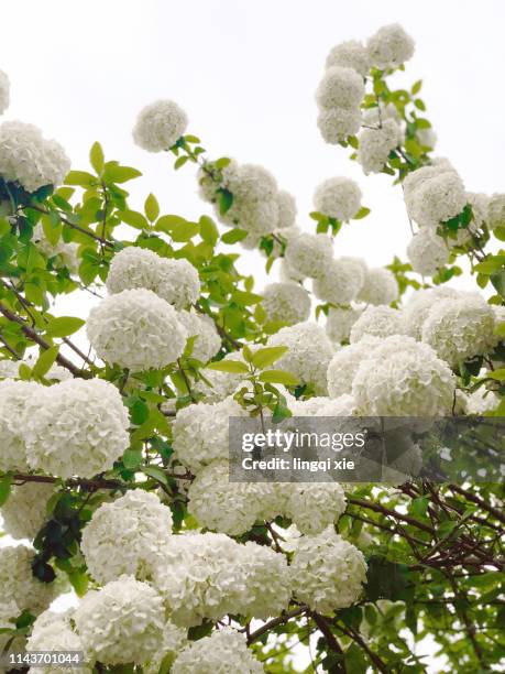 hydrangea in yangzhou, china - hydrangea bush stock pictures, royalty-free photos & images