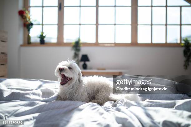maltese dog on bed with open snout - domestic animals stock pictures, royalty-free photos & images