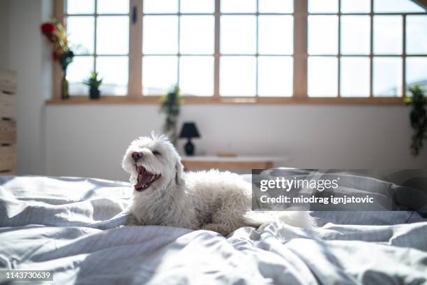 maltesisk hund på sängen med öppen nos - bedroom interior bildbanksfoton och bilder