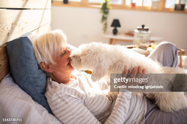 spielende hund leckt frauen-gesicht - good morning kiss images stock-fotos und bilder