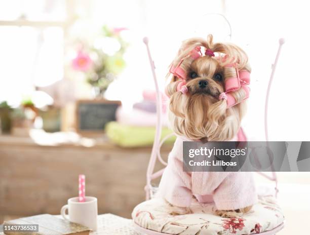 yorkshire terrier hond op de grooming salon - diva stockfoto's en -beelden