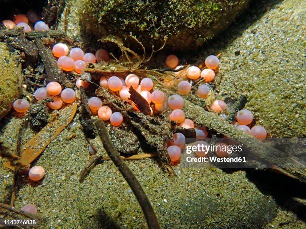 california, british columbia, adams river, spawn of sockeye salmon, oncorhynchus nerka - deposizione di uova di pesce foto e immagini stock