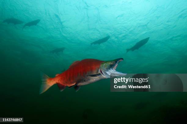 california, british columbia, adams river, sockeye salmon, oncorhynchus nerka - sockeye salmon stock pictures, royalty-free photos & images