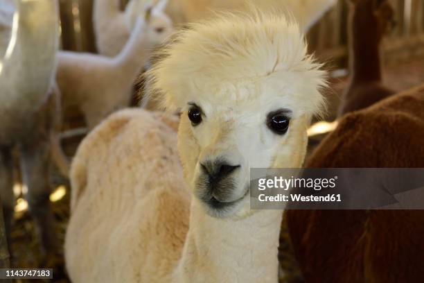 portrait of young alpaca at stable - alpaka stock-fotos und bilder