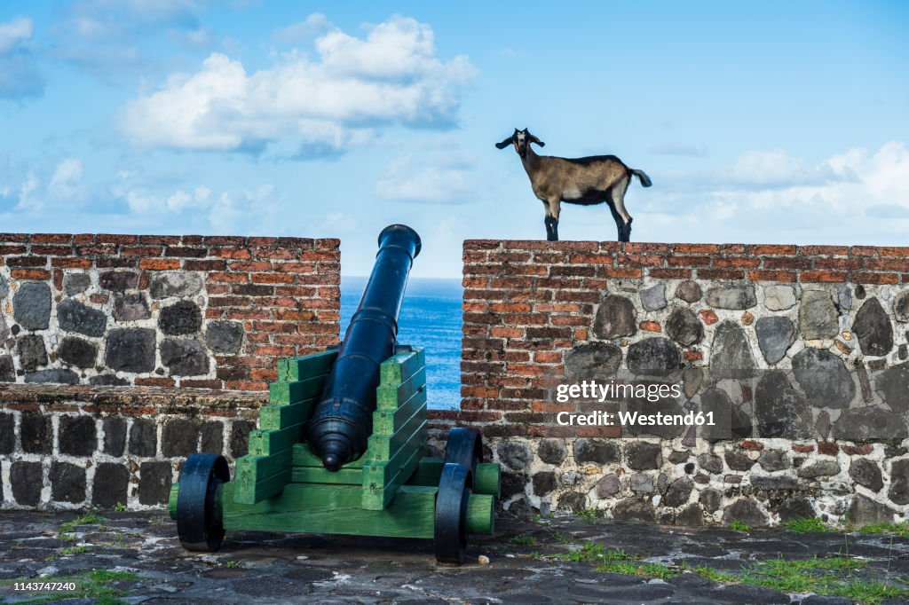 Caribbean, Netherland Antilles, St. Eustatius, Statia, Fort Oranje, Goats walking above old cannons