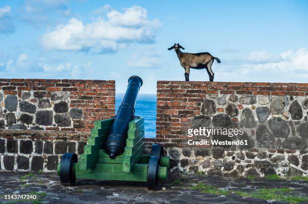 caribbean, netherland antilles, st. eustatius, statia, fort oranje, goats walking above old cannons - sint eustatius fotografías e imágenes de stock