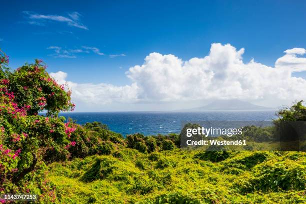 caribbean, netherland antilles, st. eustatius, lush vegetation - sint eustatius stock pictures, royalty-free photos & images