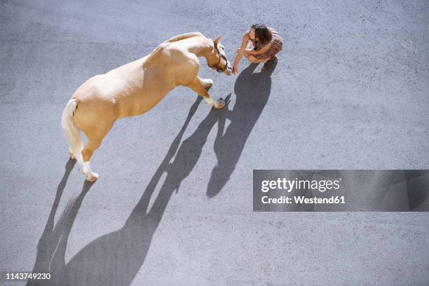overhed view of woman with horse on tarnac in sunlight - taming horse stock pictures, royalty-free photos & images