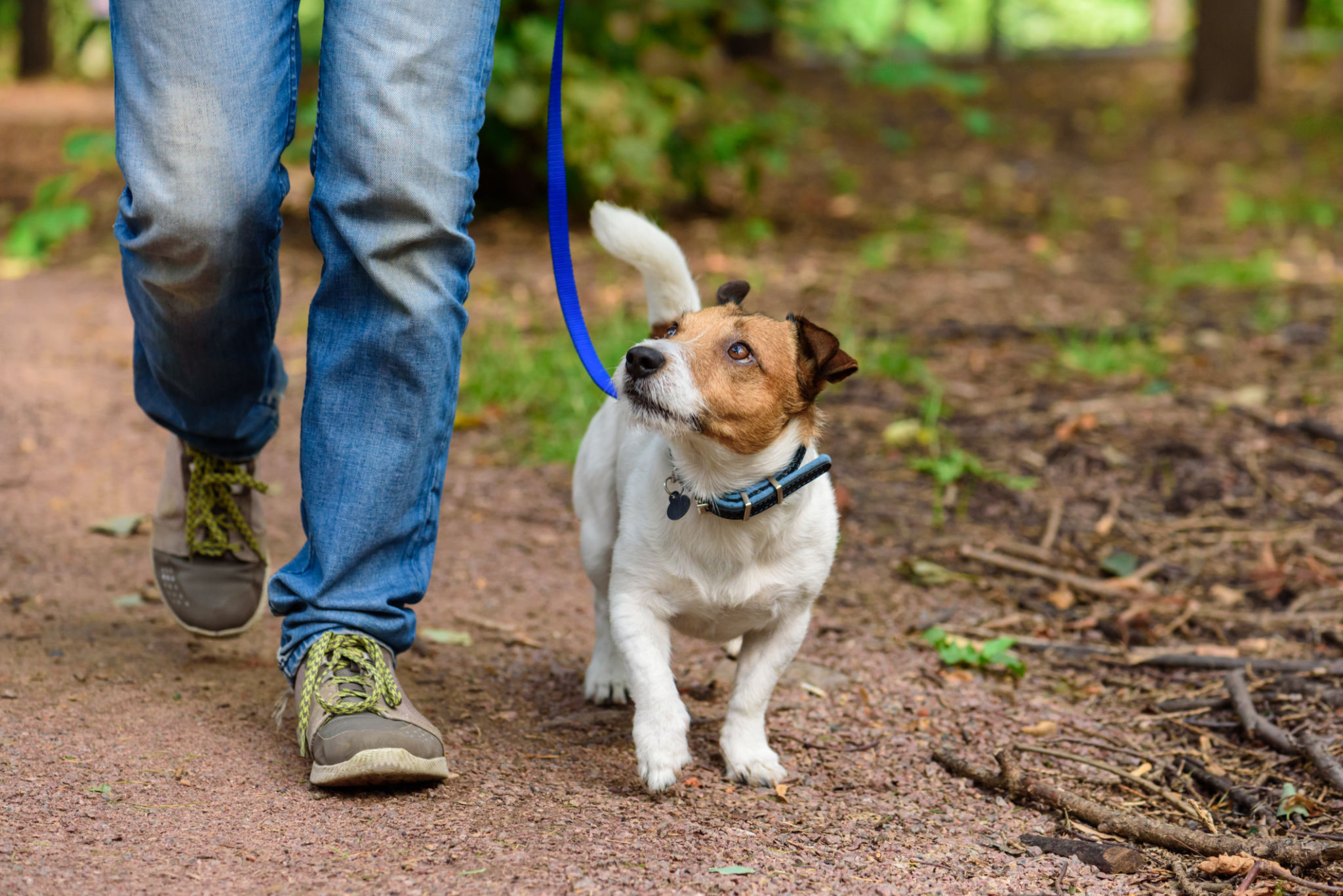 puppy obedience