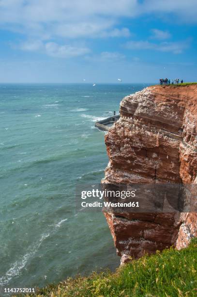 germany, helgoland island, northern gannet colony - helgoland stock-fotos und bilder