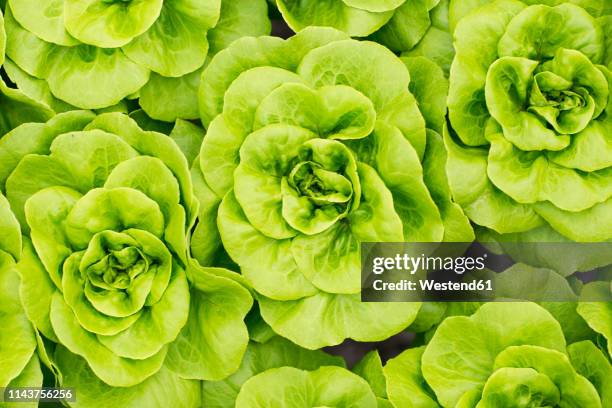 lettuce growing in greenhouse - blattgemüse stock-fotos und bilder