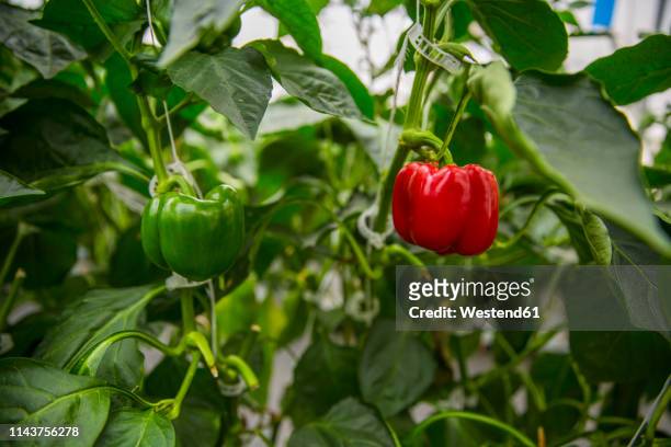 ripe bell pepper in a greenhouse - paprika stockfoto's en -beelden