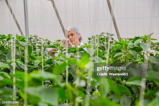 young woman working in greenhouse, pruning vegetable plants - hydroponics stock pictures, royalty-free photos & images