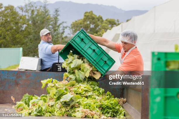 workers on vegetable farm dumping old cabbage - debris imagens e fotografias de stock