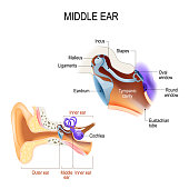 Middle ear. Three ossicles: malleus, incus, and stapes (hammer, anvil, and stirrup)