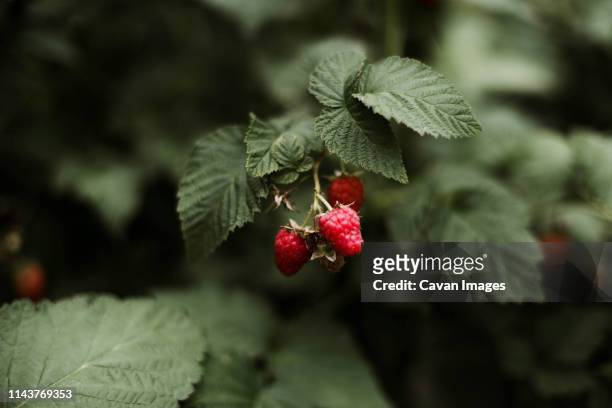raspberry on the vine. - vine plant 個照片及圖片檔