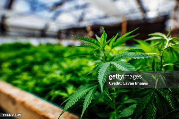 cannabis homegrown in a greenhouse - cannabis cultivated for hemp stock pictures, royalty-free photos & images