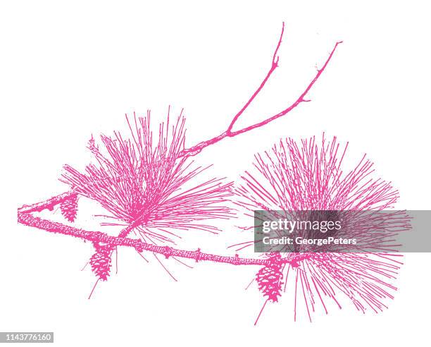 pine bough and pine cones - pine needles stock illustrations