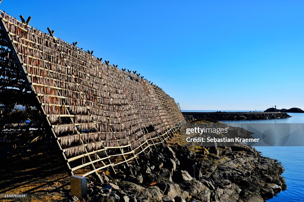 Cod Fish Drying Rack Dried Fish Cod Stockfish On Drying Rack In Norway High-Res Stock Photo ...