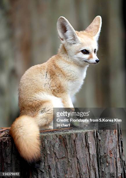 fennec fox - fennec stock pictures, royalty-free photos & images