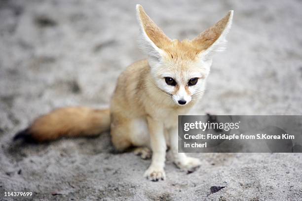 fennec fox - fennec fox stock pictures, royalty-free photos & images