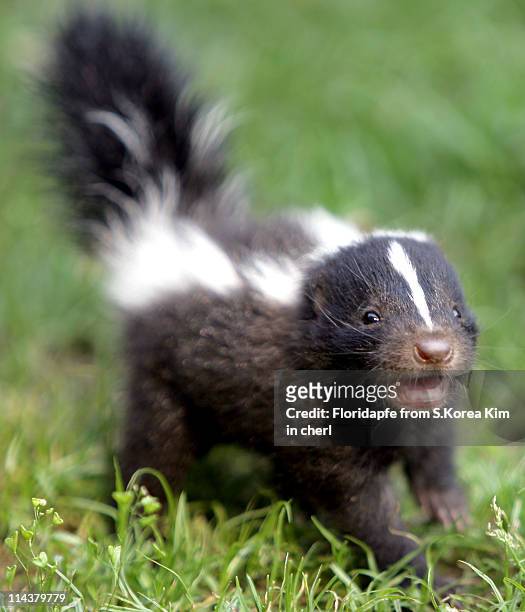 baby skunk - mephitidae stock pictures, royalty-free photos & images