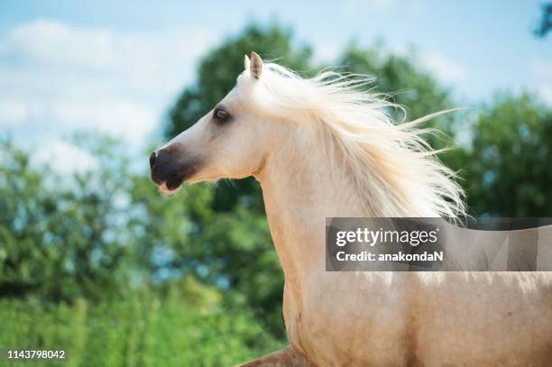 portrait of running palomino welsh cob pony at freedom - welsh culture stock pictures, royalty-free photos & images
