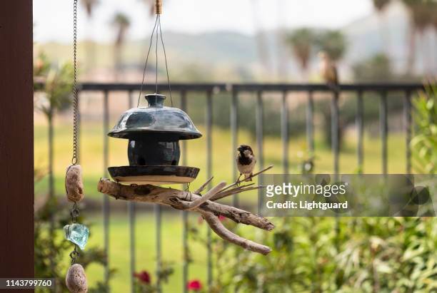 sparrow by bird feeder - bird feeder stock pictures, royalty-free photos & images