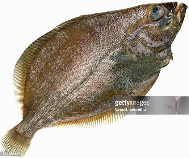 flounder on white - vis en zeevruchten stockfoto's en -beelden