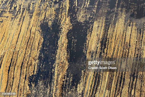 Wheat field is covered by floodwater from the Yazoo River May 18, 2011 near Vicksburg, Mississippi. The flooded Mississippi River is forcing the...