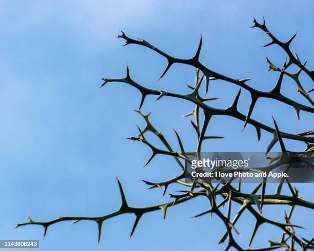 poncirus trifoliata - doorn stockfoto's en -beelden