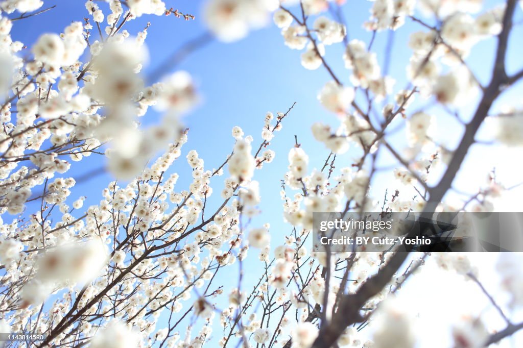 Cherry Blossoms