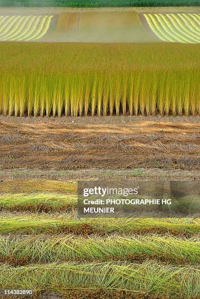 harvesting flax caux - flachs stock-fotos und bilder