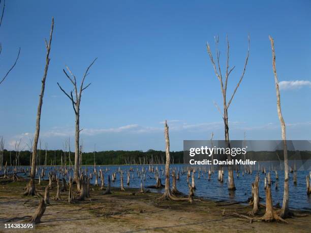 dead trees - farmingdale estado de nueva york fotografías e imágenes de stock