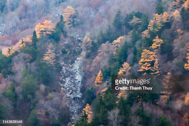 autumn landscape - veluwemeer stockfoto's en -beelden