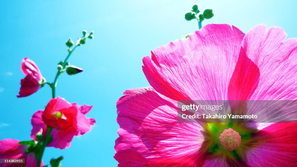 Hollyhock flowers under clear blue sky